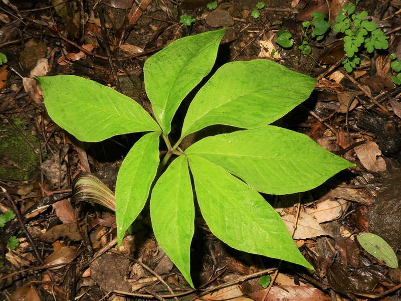 Arisaema kuratae photo 5