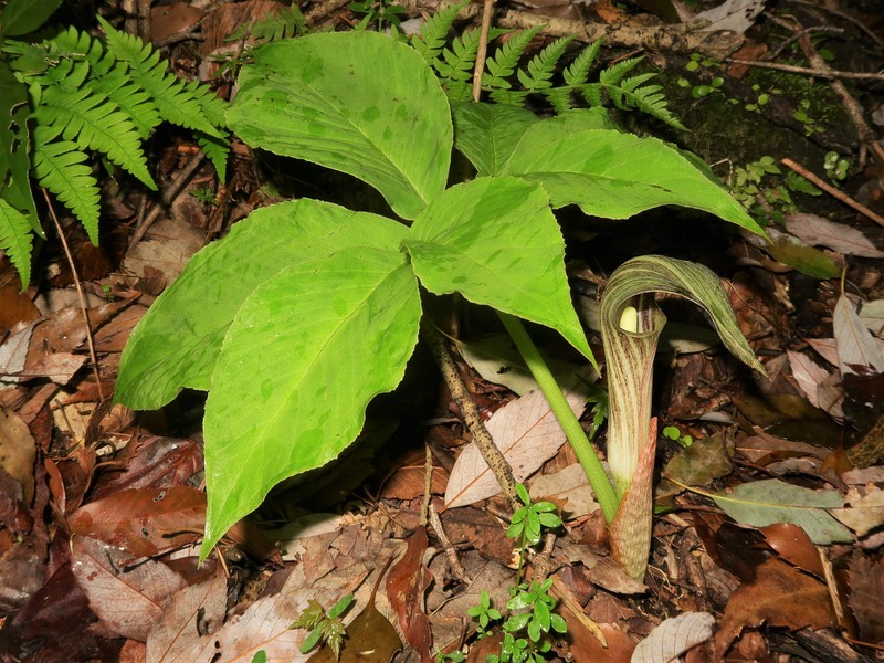 Arisaema kuratae photo 6