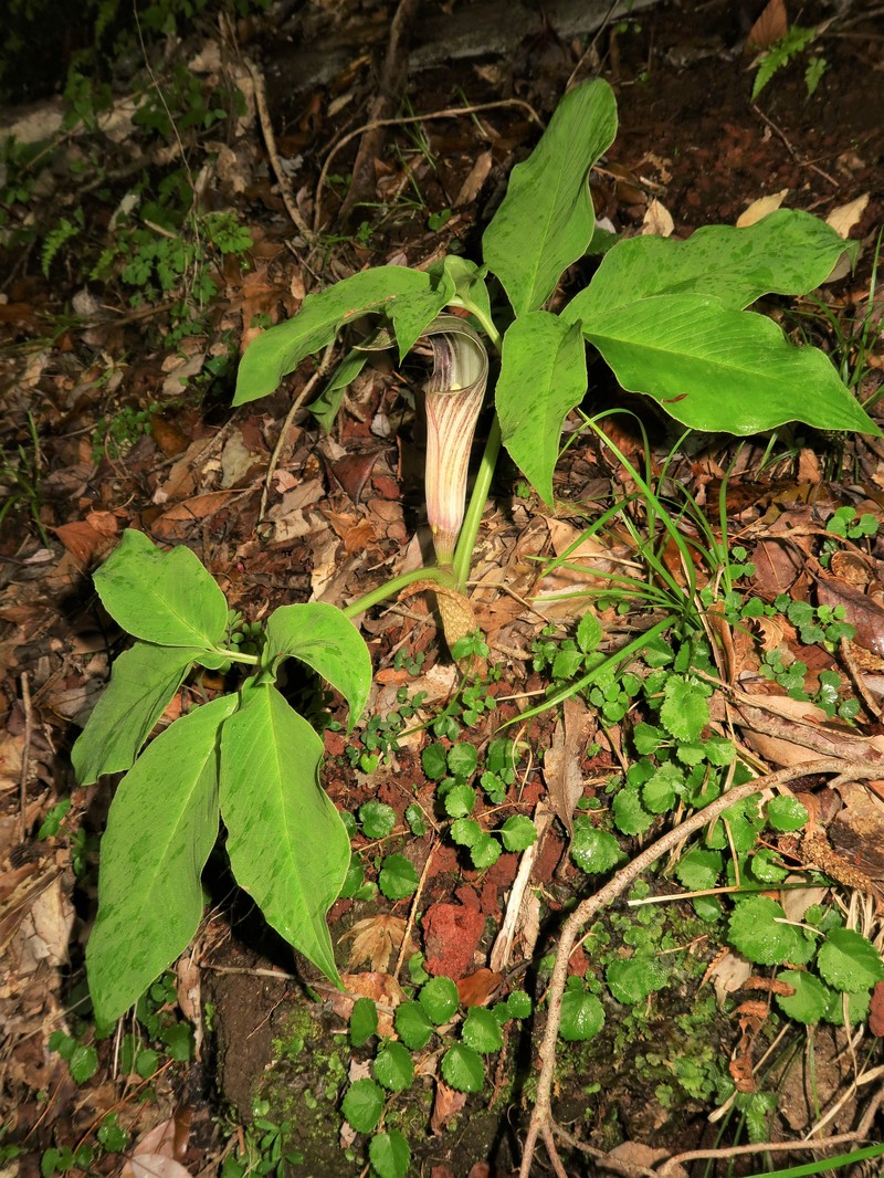 Arisaema kuratae photo 7