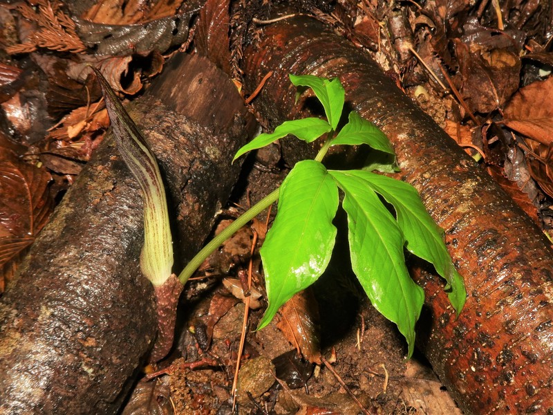 Arisaema kuratae photo 8