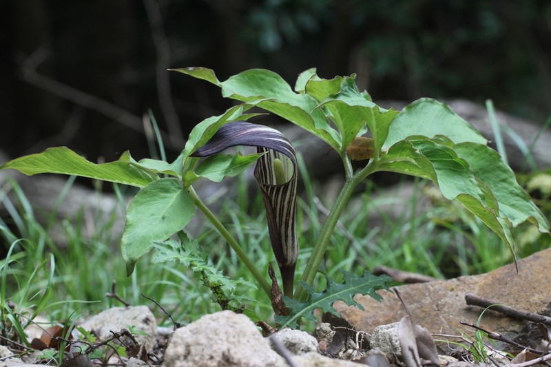 Arisaema kuratae