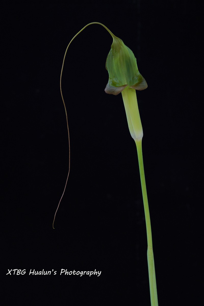 Arisaema lackneri photo 2