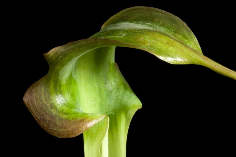 Arisaema lackneri