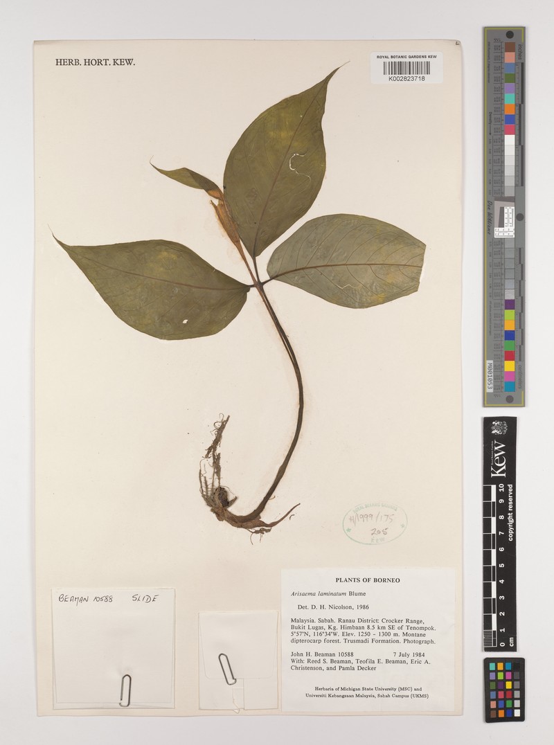 Arisaema laminatum photo 5