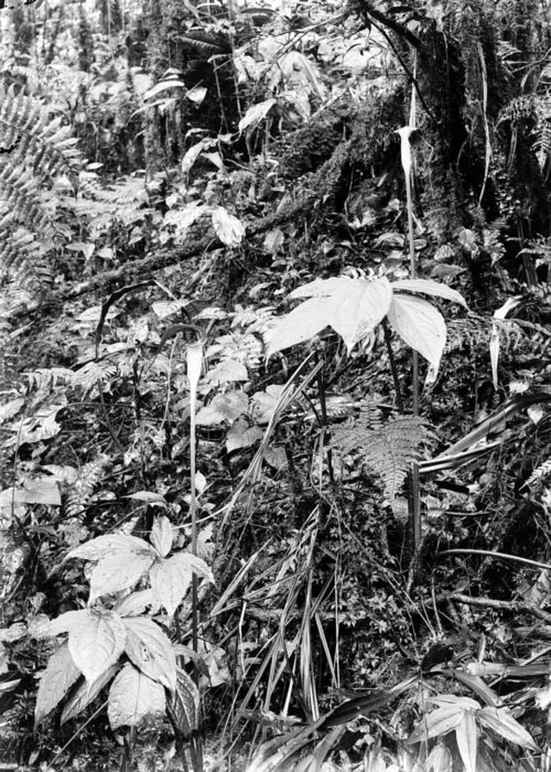 Arisaema laminatum
