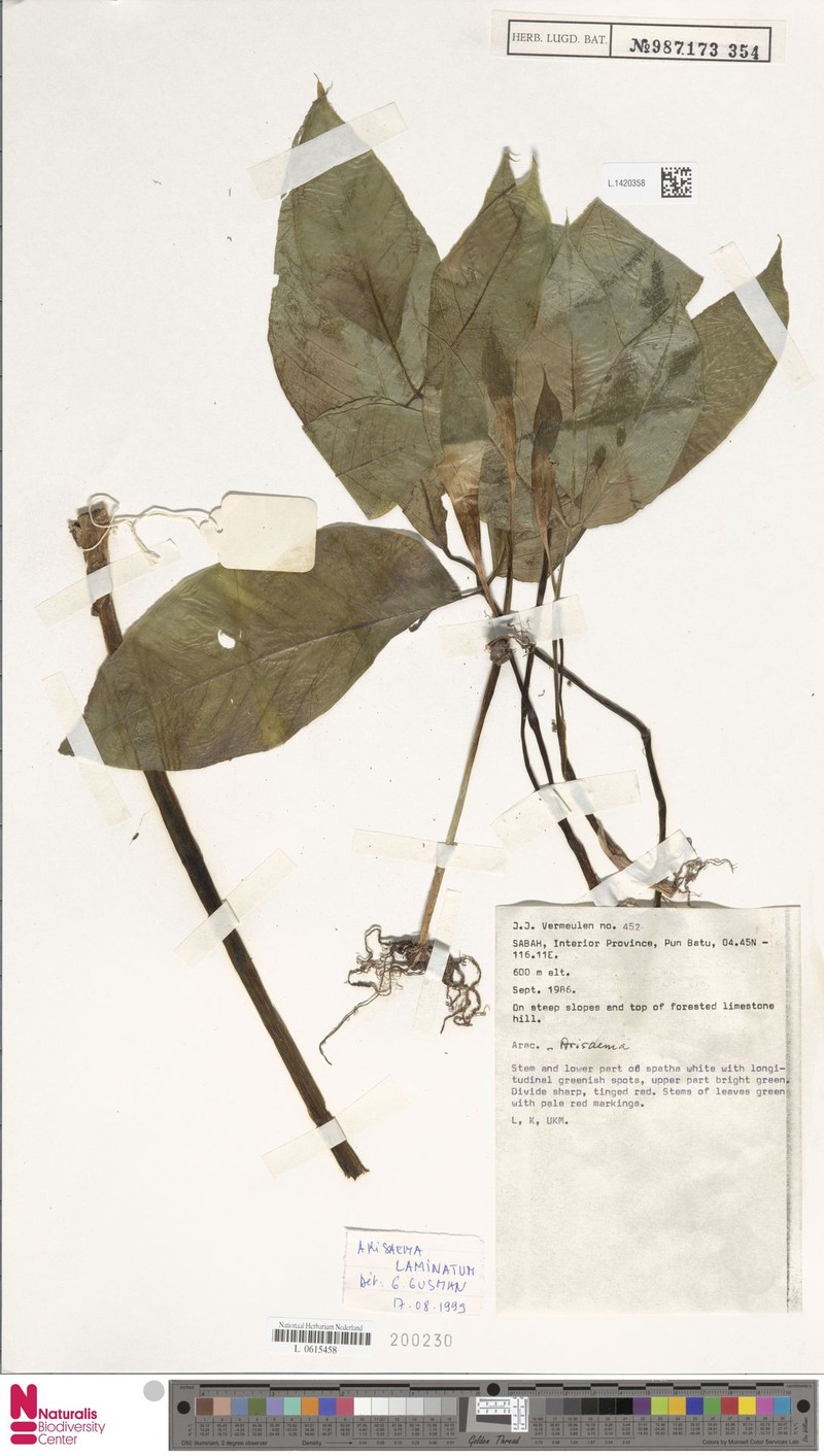Arisaema laminatum