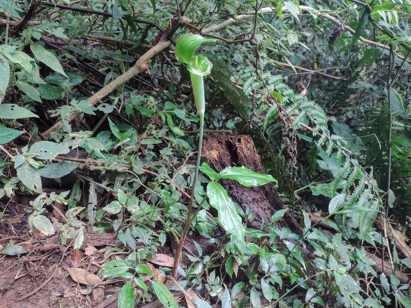 Arisaema langbiangense