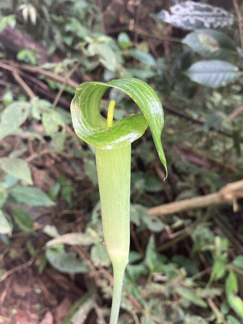 Arisaema langbiangense photo 2