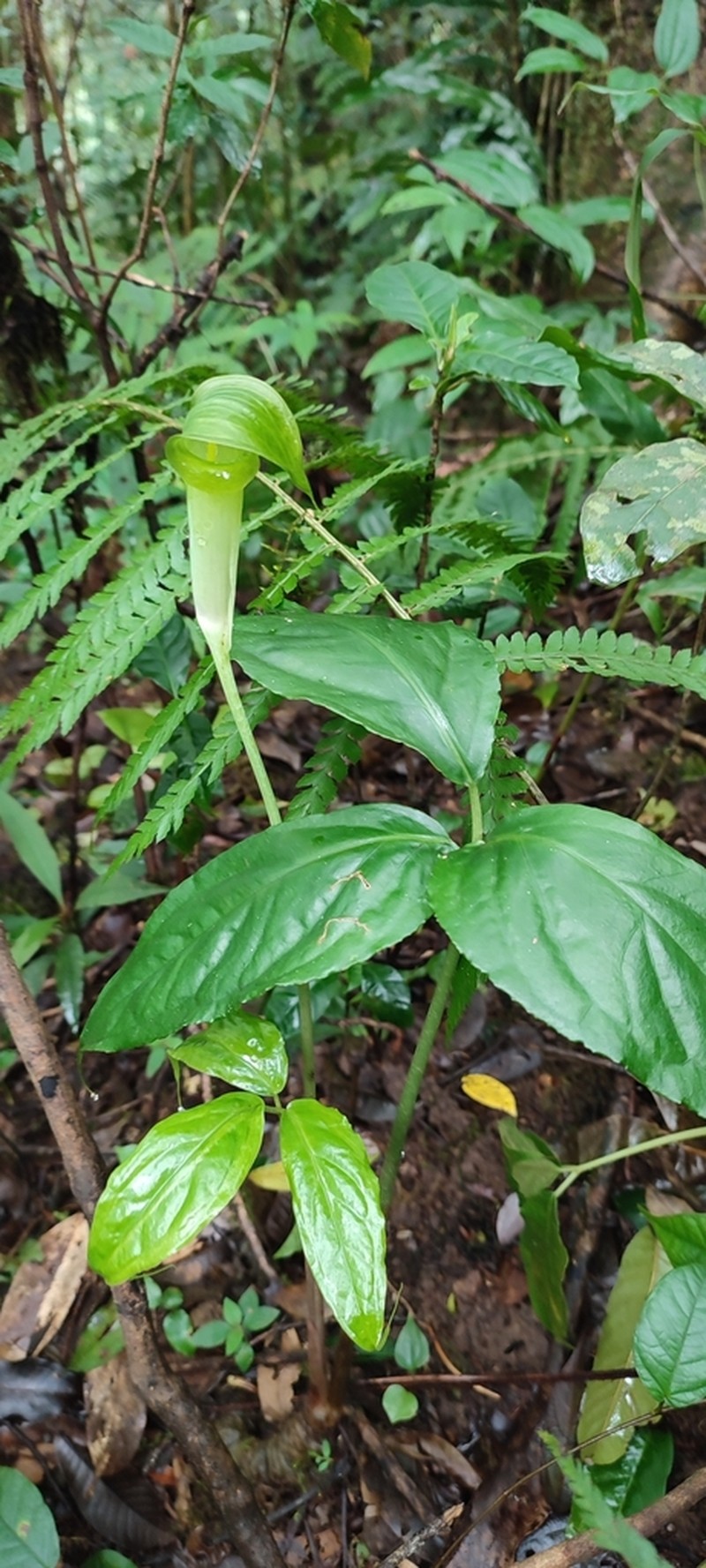 Arisaema langbiangense photo 3