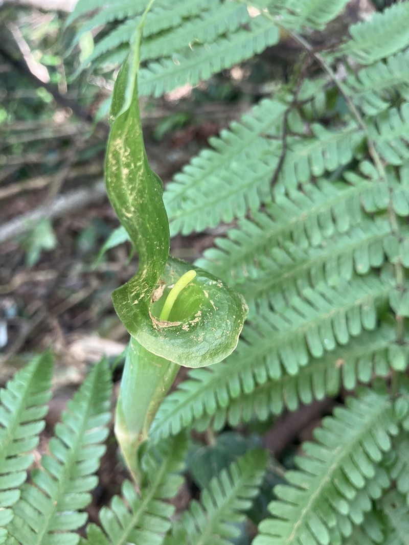 Arisaema langbiangense photo 4