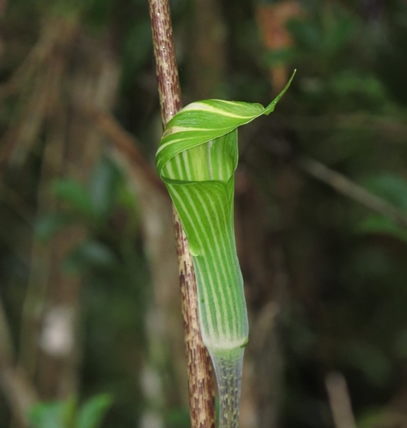 Arisaema leschenaultii photo 2