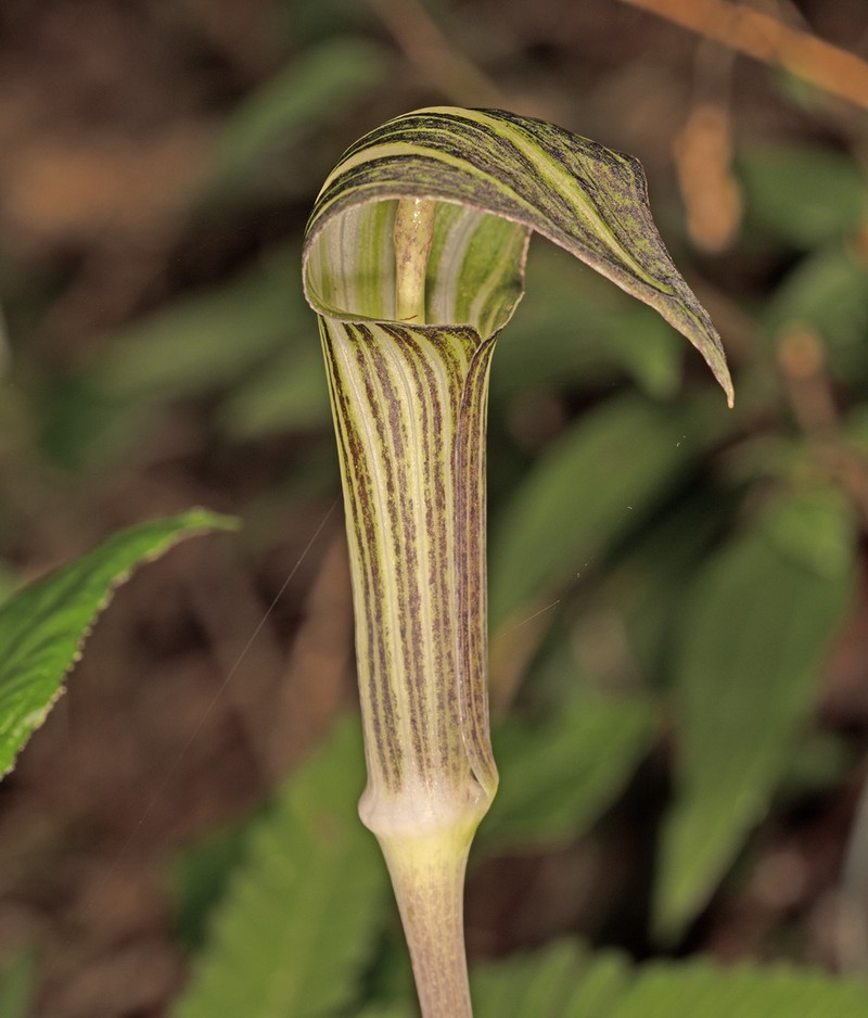 Arisaema leschenaultii photo 3