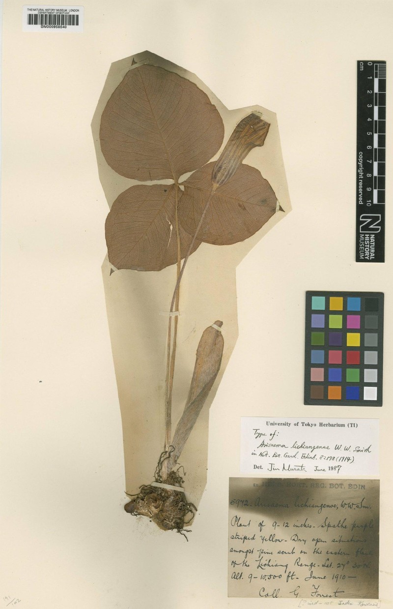 Arisaema lichiangense