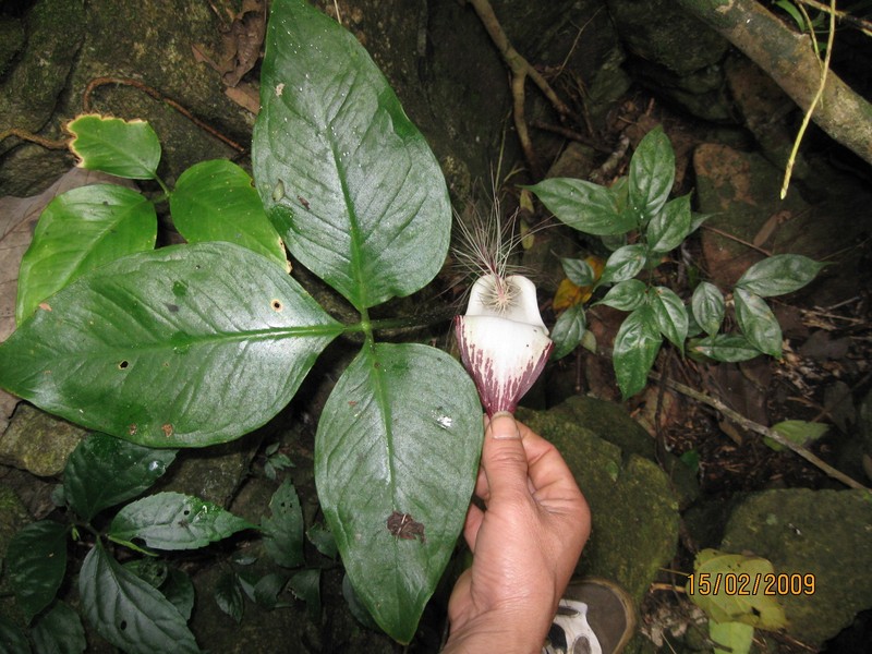 Arisaema lihengianum photo 2