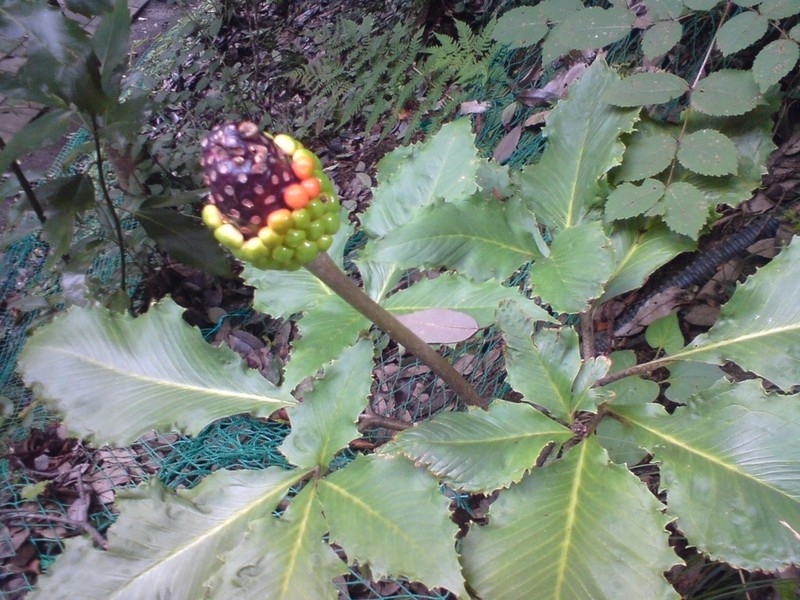 Arisaema limbatum