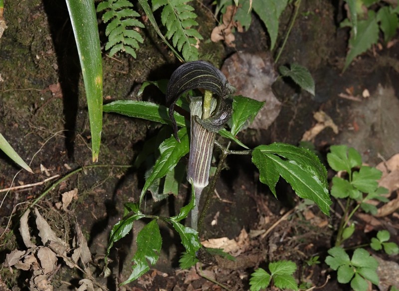 Arisaema limbatum photo 2