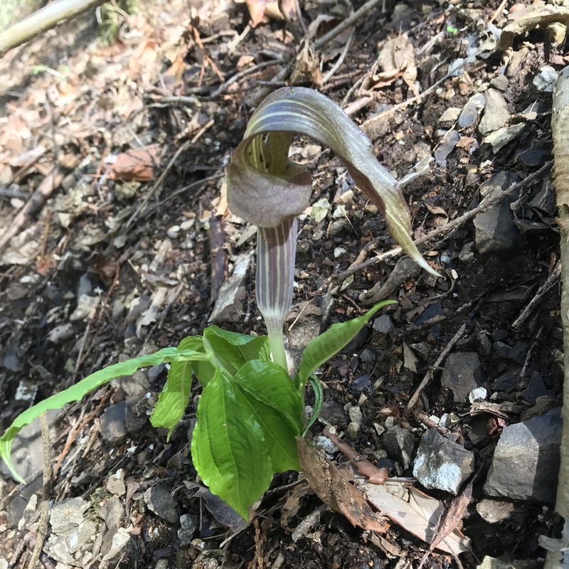 Arisaema limbatum photo 3