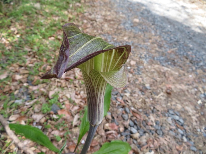 Arisaema limbatum photo 4