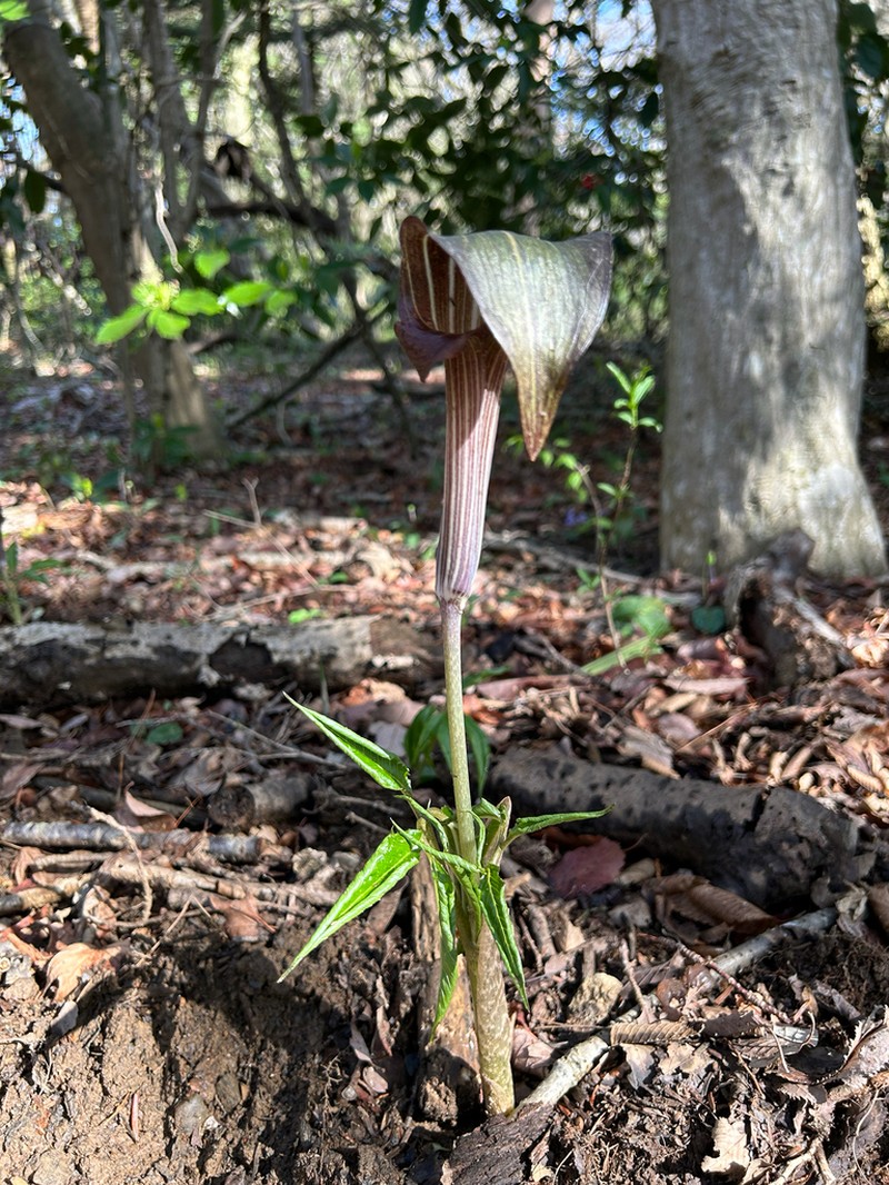 Arisaema limbatum photo 5