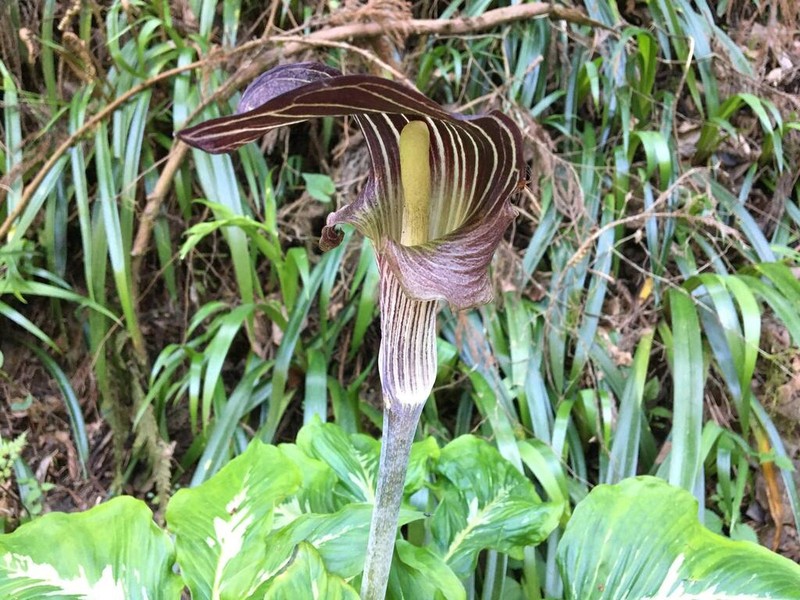 Arisaema limbatum photo 6