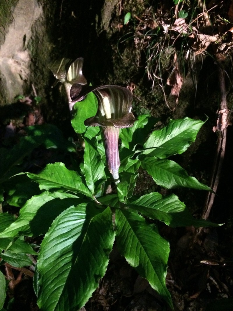 Arisaema limbatum photo 7