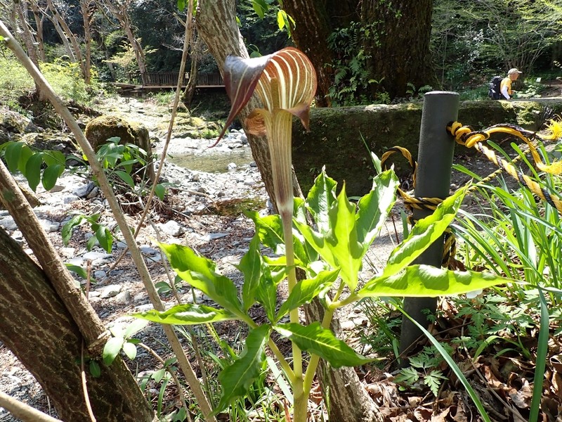 Arisaema limbatum photo 8