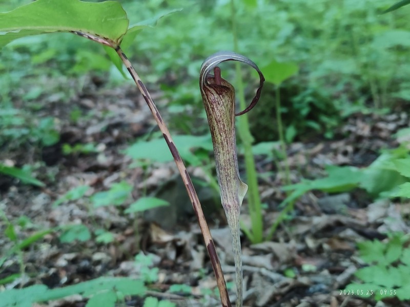 Arisaema lobatum