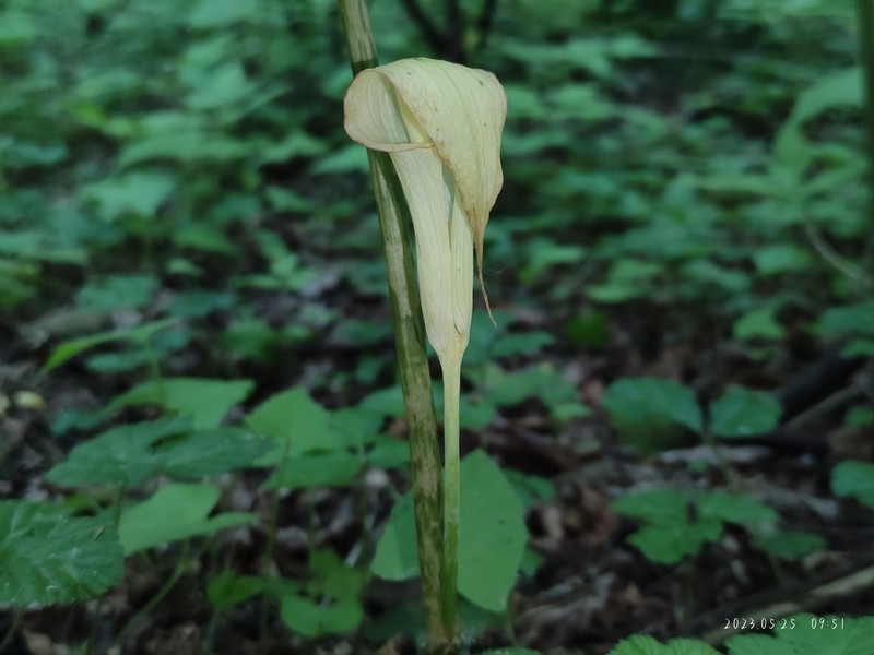 Arisaema lobatum photo 2