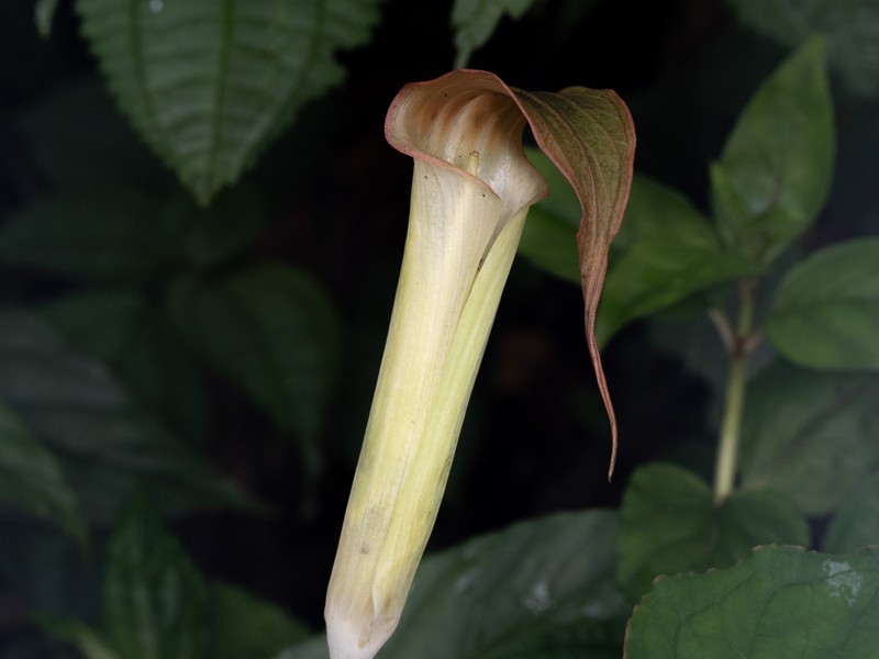 Arisaema lobatum photo 3