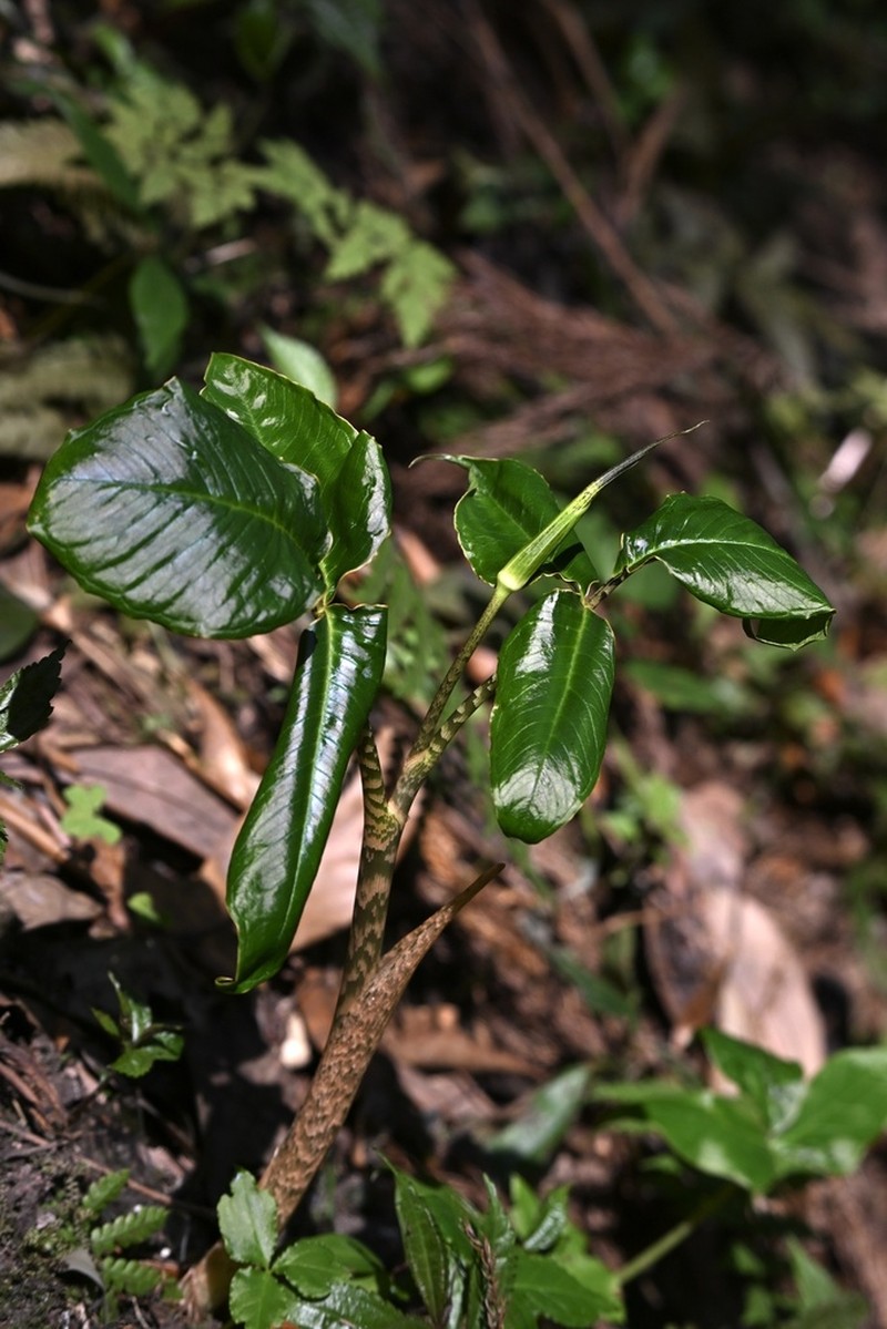 Arisaema lobatum photo 4