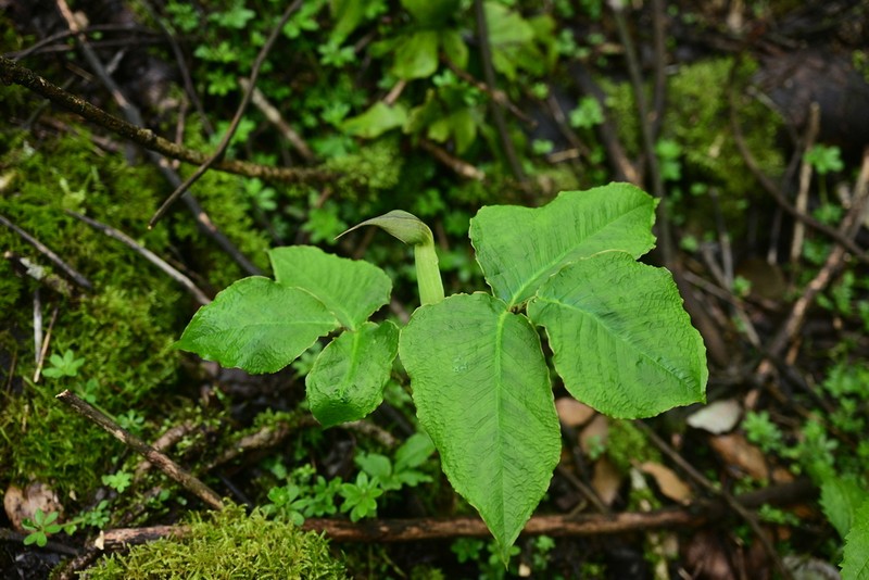 Arisaema lobatum photo 5