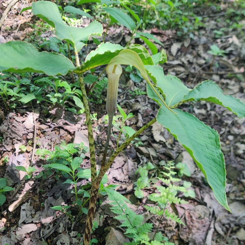Arisaema lobatum photo 6