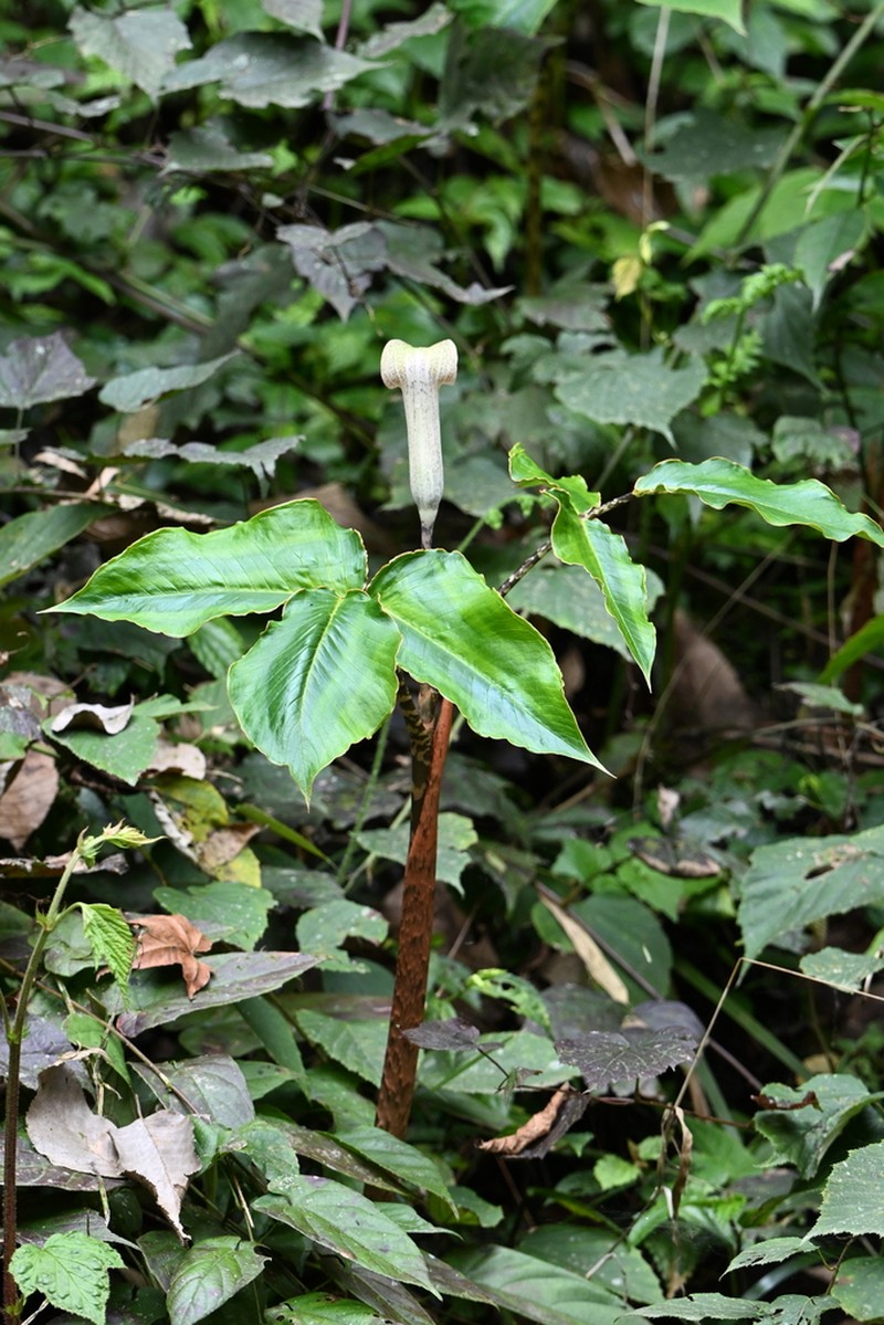 Arisaema lobatum photo 7