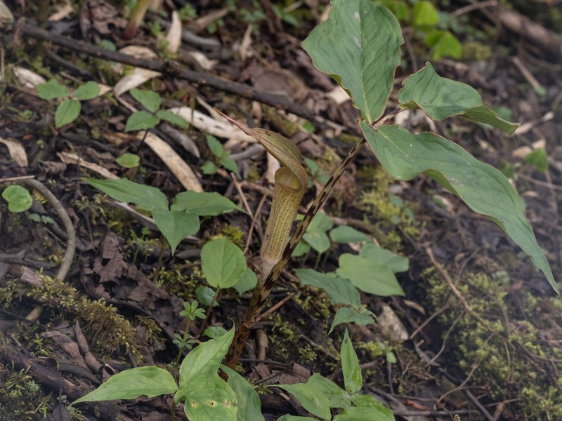 Arisaema lobatum photo 8