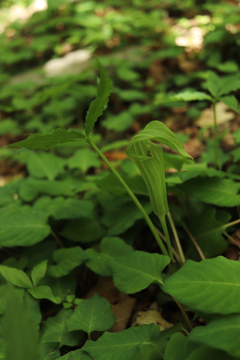 Arisaema longipedunculatum photo 2