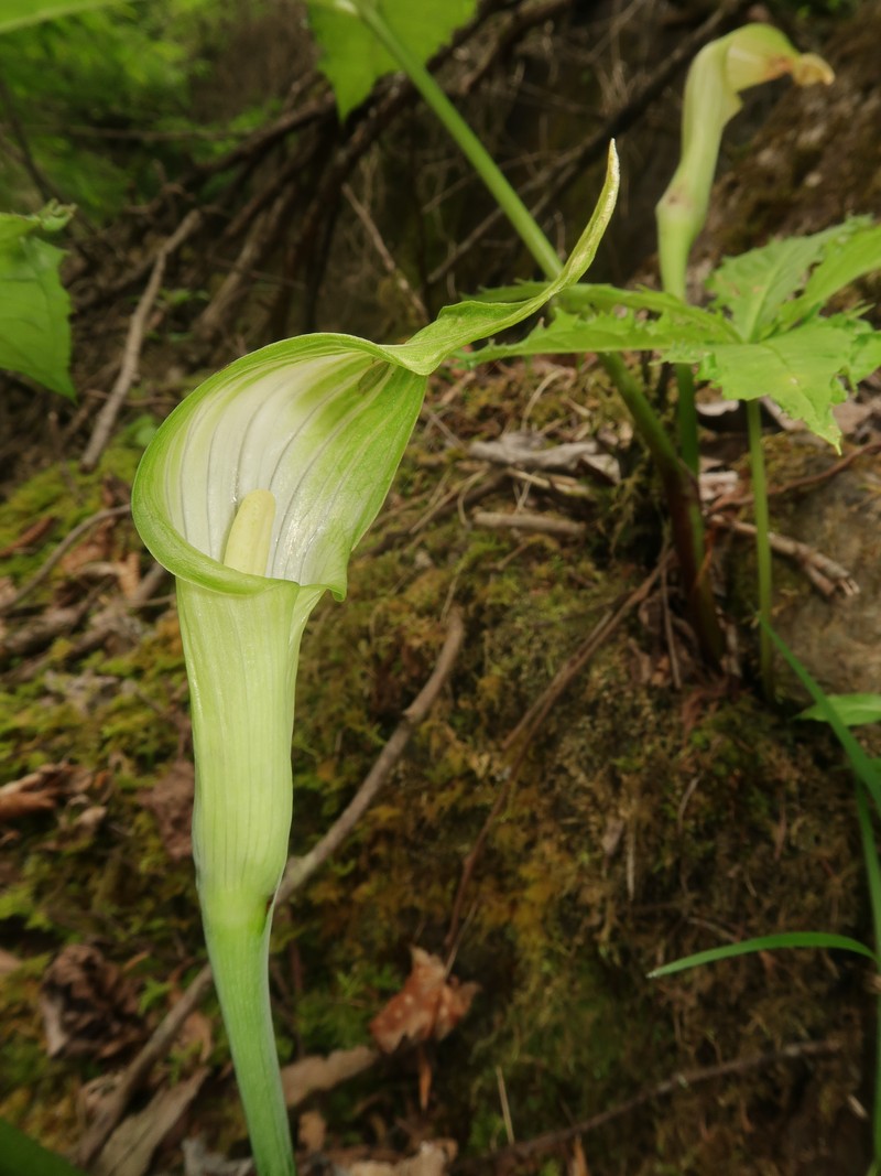 Arisaema longipedunculatum photo 3