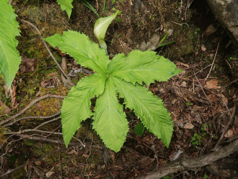 Arisaema longipedunculatum photo 4