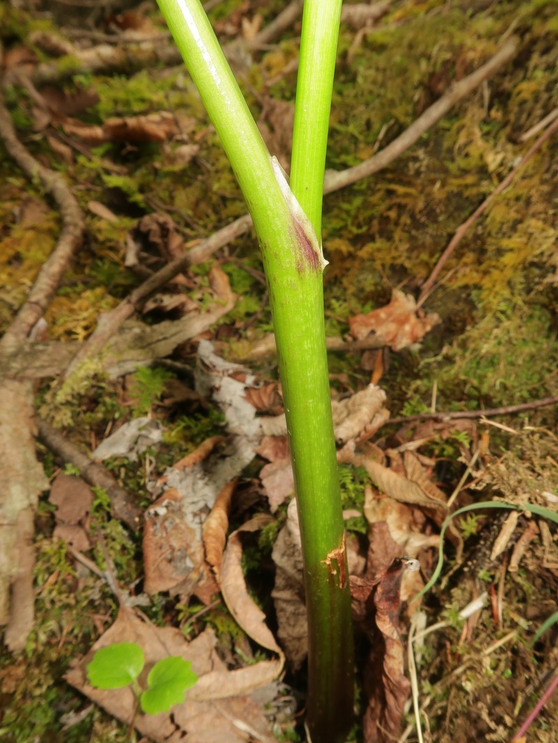 Arisaema longipedunculatum photo 5