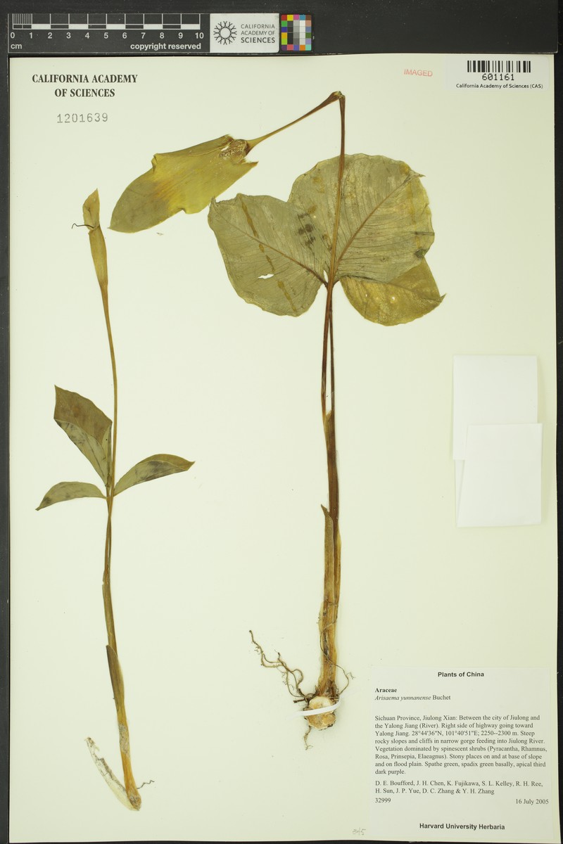 Arisaema longitubum