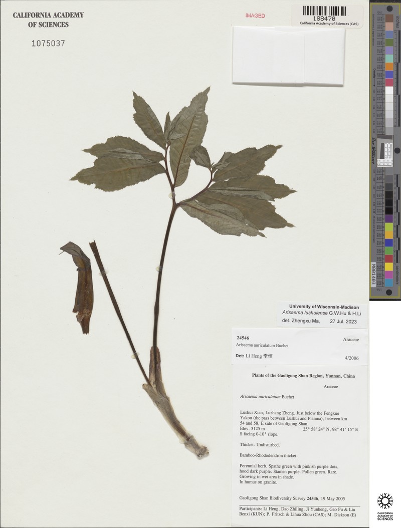 Arisaema lushuiense
