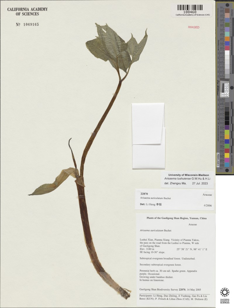 Arisaema lushuiense photo 2
