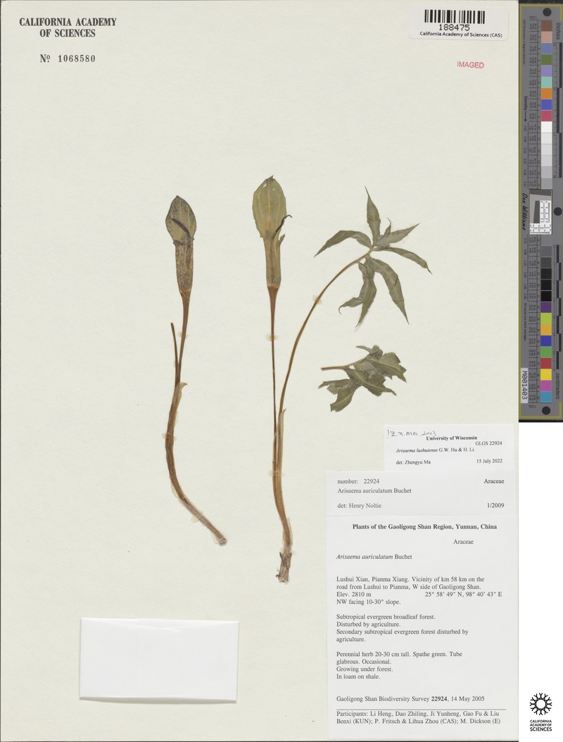 Arisaema lushuiense photo 3