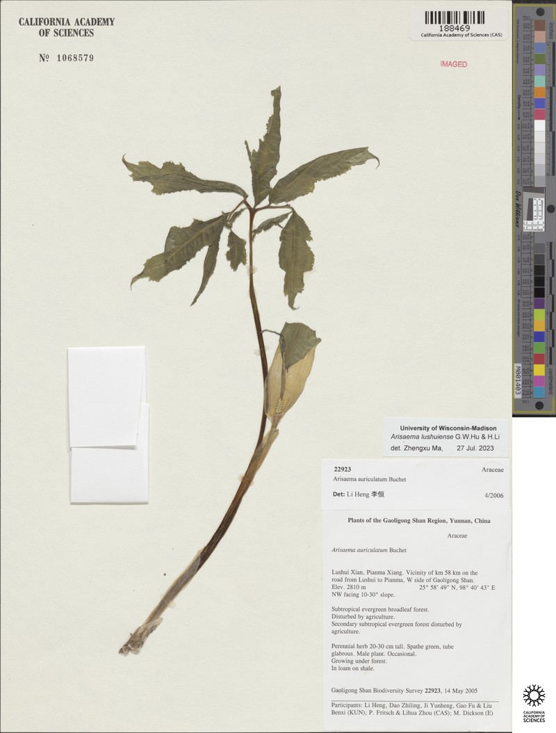 Arisaema lushuiense photo 4
