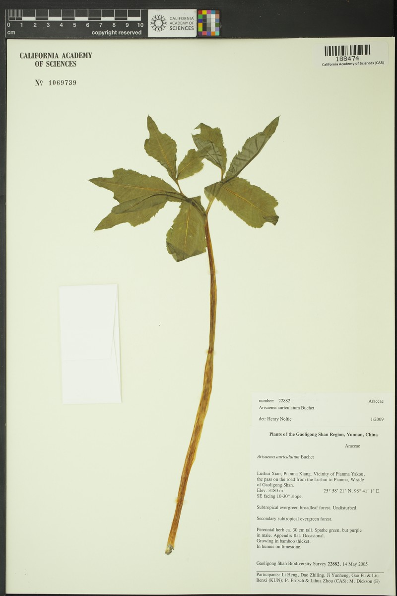 Arisaema lushuiense photo 5
