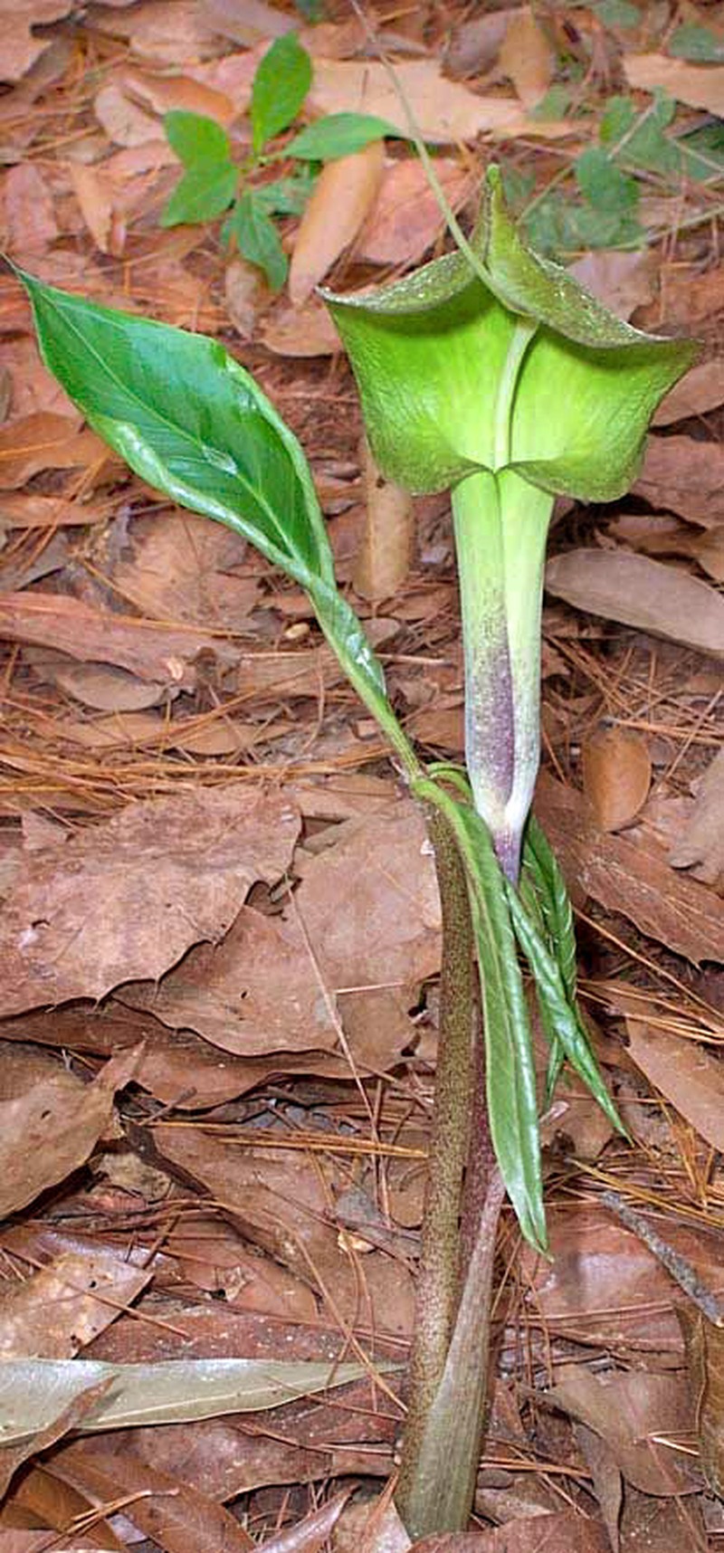 Arisaema macrospathum