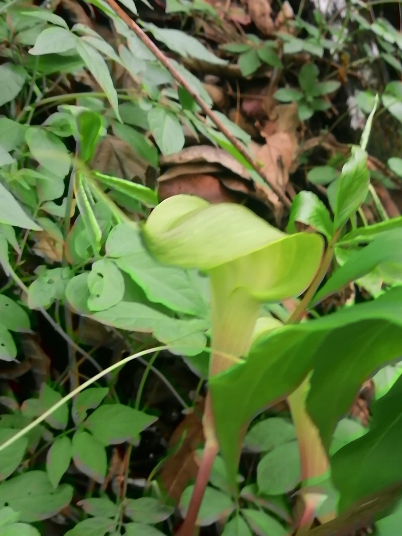 Arisaema macrospathum photo 2