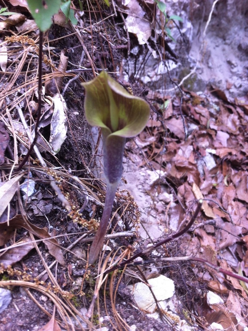 Arisaema macrospathum photo 3
