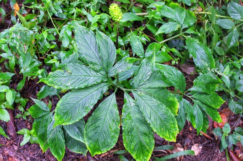 Arisaema macrospathum photo 4
