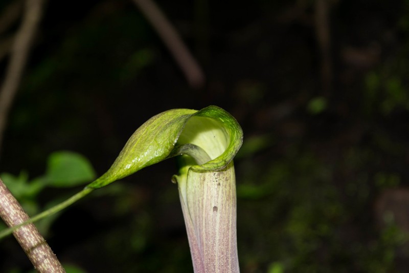 Arisaema macrospathum photo 5