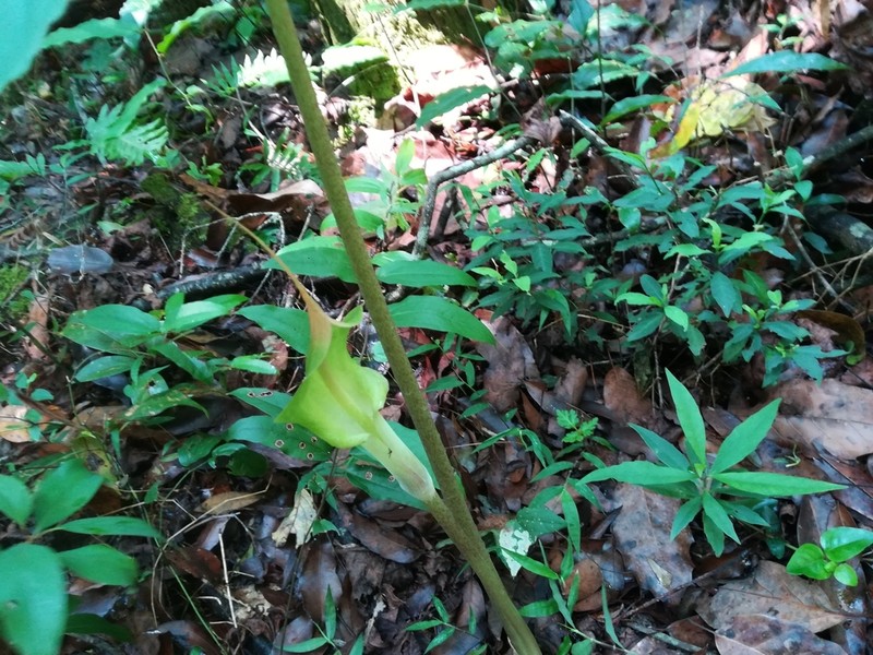 Arisaema macrospathum photo 6